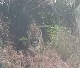 Ilustrasi Harimau Sumatera masih berkeliaran di hutan (foto/int)